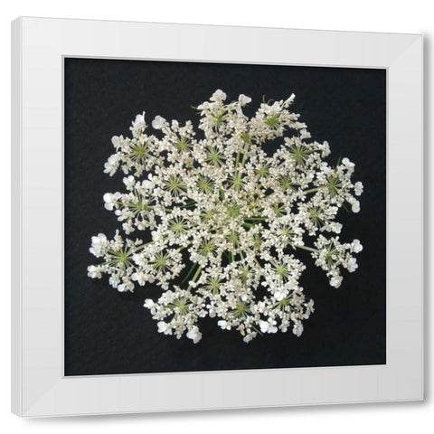Queen Annes Lace I White Modern Wood Framed Art Print by Christensen, Jim