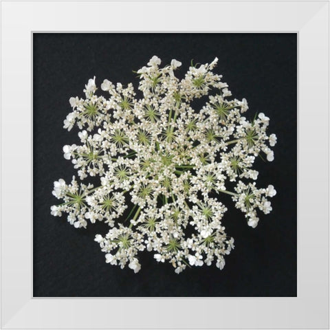 Queen Annes Lace I White Modern Wood Framed Art Print by Christensen, Jim