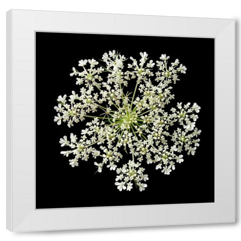Queen Annes Lace II White Modern Wood Framed Art Print by Christensen, Jim