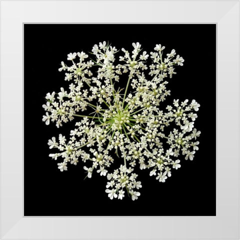 Queen Annes Lace II White Modern Wood Framed Art Print by Christensen, Jim