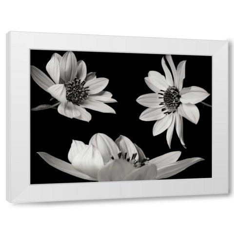 Trio I White Modern Wood Framed Art Print by Christensen, Jim