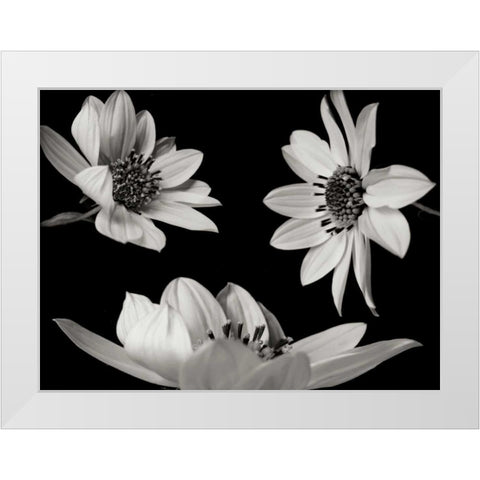 Trio I White Modern Wood Framed Art Print by Christensen, Jim