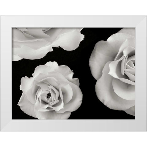 Trio II White Modern Wood Framed Art Print by Christensen, Jim