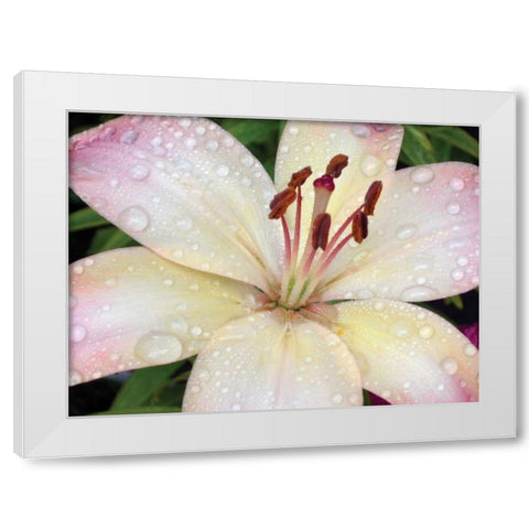 Flower After Rain I White Modern Wood Framed Art Print by Christensen, Jim