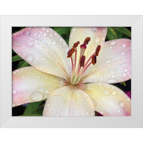 Flower After Rain I White Modern Wood Framed Art Print by Christensen, Jim