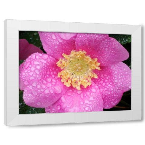 Flower After Rain II White Modern Wood Framed Art Print by Christensen, Jim