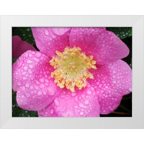Flower After Rain II White Modern Wood Framed Art Print by Christensen, Jim