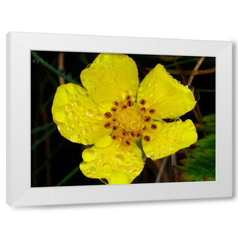 Flower After Rain III White Modern Wood Framed Art Print by Christensen, Jim