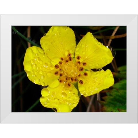 Flower After Rain III White Modern Wood Framed Art Print by Christensen, Jim