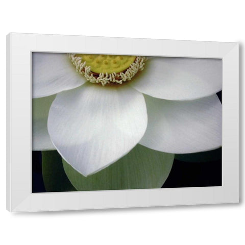 Macro Lotus White Modern Wood Framed Art Print by Christensen, Jim