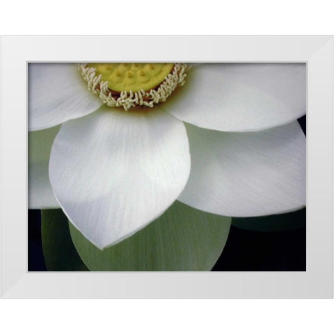 Macro Lotus White Modern Wood Framed Art Print by Christensen, Jim