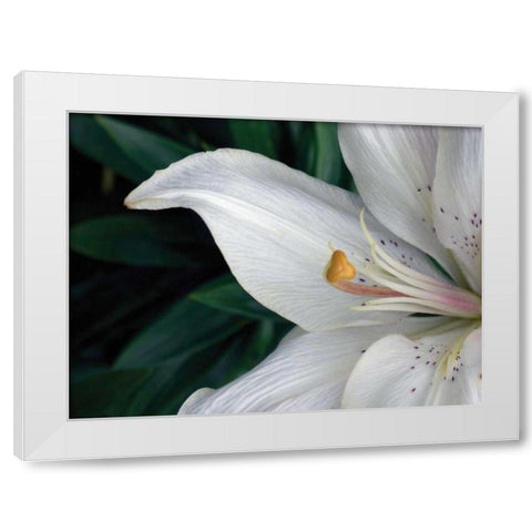 Macro Lily White Modern Wood Framed Art Print by Christensen, Jim