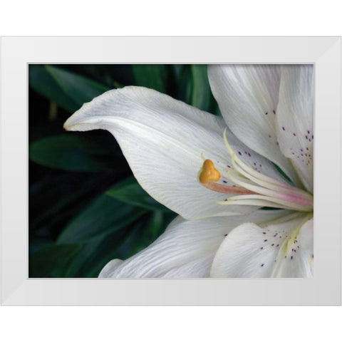 Macro Lily White Modern Wood Framed Art Print by Christensen, Jim