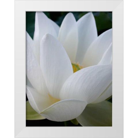 Lotus White Modern Wood Framed Art Print by Christensen, Jim