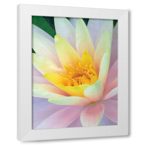 Water Lily White Modern Wood Framed Art Print by Christensen, Jim