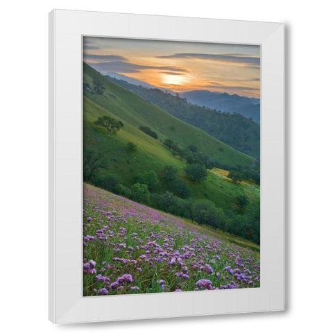 Caliente Bodfish I White Modern Wood Framed Art Print by Geistweite, Mark
