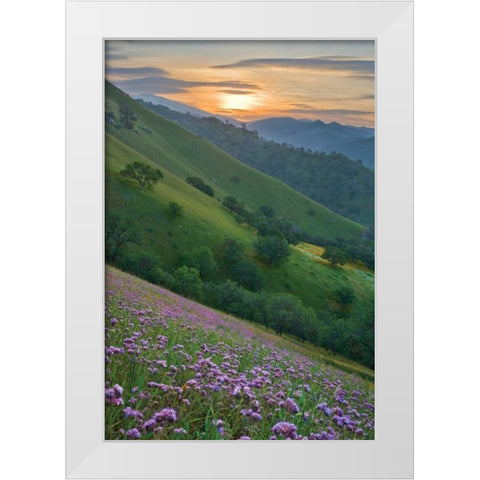 Caliente Bodfish I White Modern Wood Framed Art Print by Geistweite, Mark