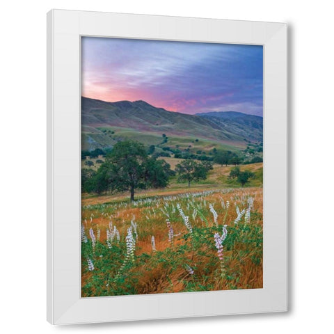 Caliente Bodfish II White Modern Wood Framed Art Print by Geistweite, Mark