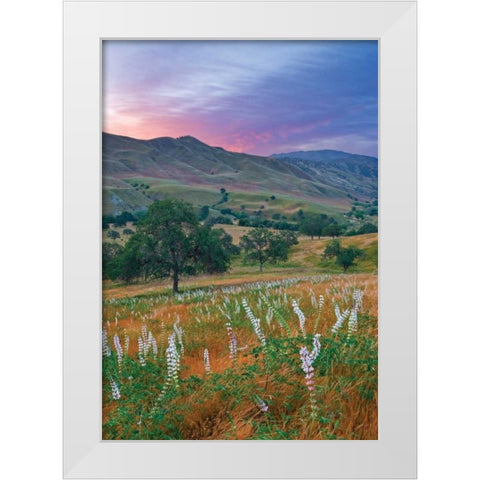 Caliente Bodfish II White Modern Wood Framed Art Print by Geistweite, Mark