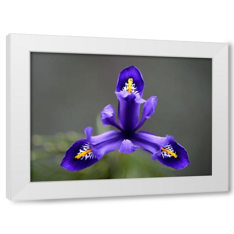 First Spring Iris White Modern Wood Framed Art Print by Hellmann, Stan