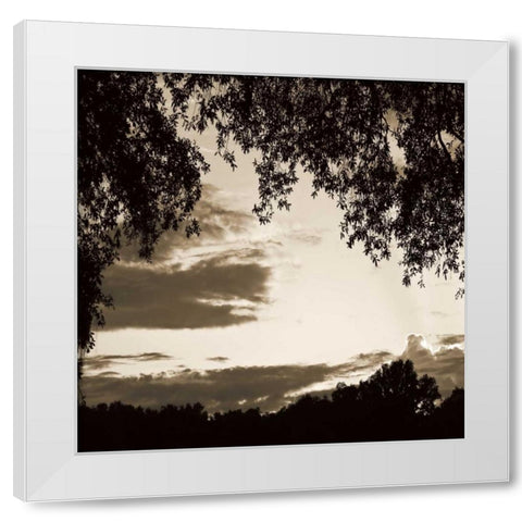 Sunset Trees Sepia Sq II White Modern Wood Framed Art Print by Hausenflock, Alan
