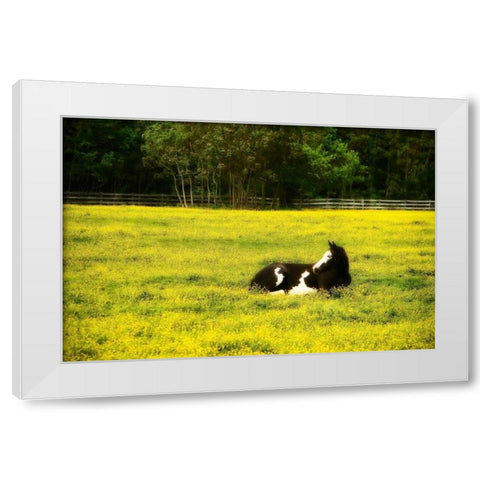 Black Pinto I White Modern Wood Framed Art Print by Hausenflock, Alan