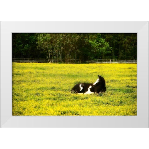 Black Pinto I White Modern Wood Framed Art Print by Hausenflock, Alan