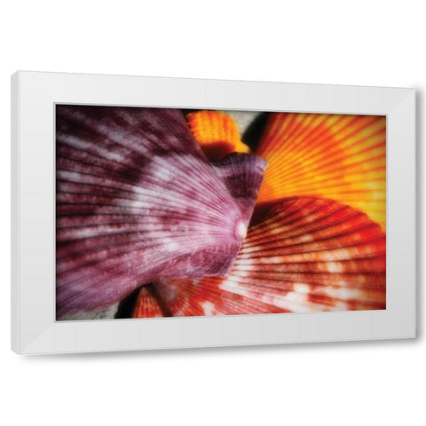 Scallops II White Modern Wood Framed Art Print by Hausenflock, Alan