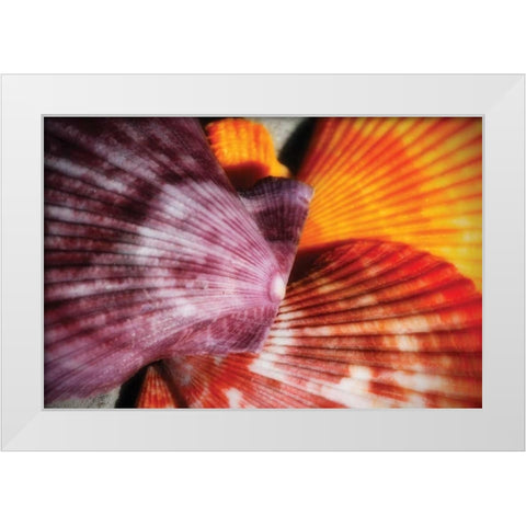 Scallops II White Modern Wood Framed Art Print by Hausenflock, Alan