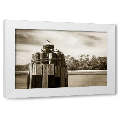 Pamlico Gulls I White Modern Wood Framed Art Print by Hausenflock, Alan