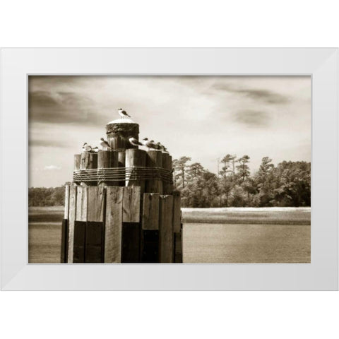 Pamlico Gulls I White Modern Wood Framed Art Print by Hausenflock, Alan