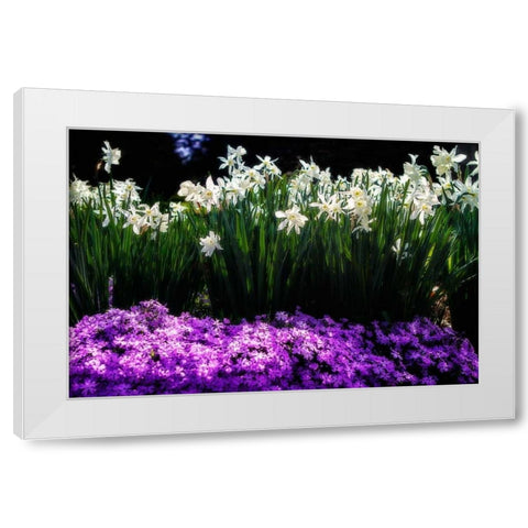 Spring Daffodils I White Modern Wood Framed Art Print by Hausenflock, Alan