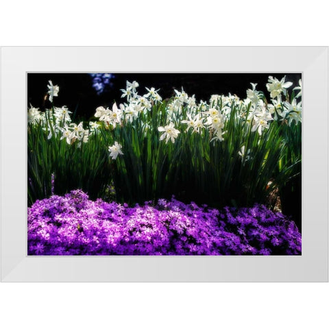 Spring Daffodils I White Modern Wood Framed Art Print by Hausenflock, Alan