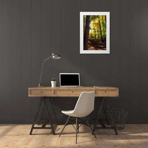 Autumn Light II White Modern Wood Framed Art Print by Hausenflock, Alan