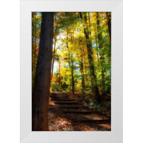 Autumn Light II White Modern Wood Framed Art Print by Hausenflock, Alan