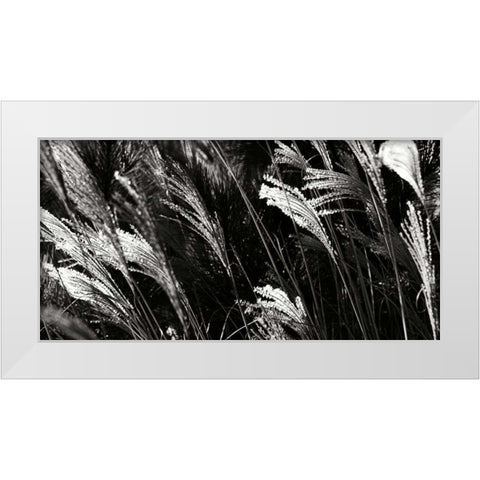 Wind Dancers I White Modern Wood Framed Art Print by Hausenflock, Alan