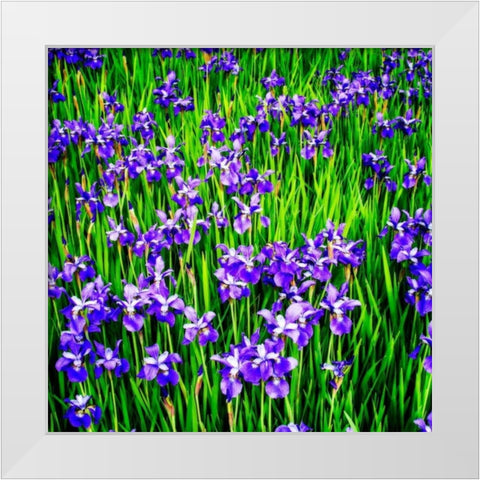 Iris Profusion White Modern Wood Framed Art Print by Hausenflock, Alan