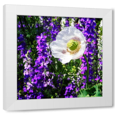 Single Poppy White Modern Wood Framed Art Print by Hausenflock, Alan