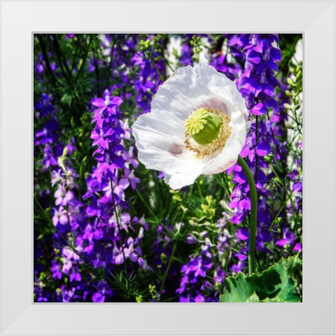 Single Poppy White Modern Wood Framed Art Print by Hausenflock, Alan