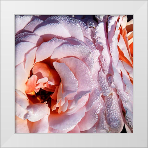 Pink Roses White Modern Wood Framed Art Print by Hausenflock, Alan