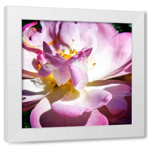 Pink Lady II White Modern Wood Framed Art Print by Hausenflock, Alan