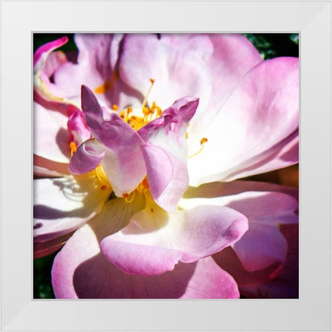 Pink Lady II White Modern Wood Framed Art Print by Hausenflock, Alan
