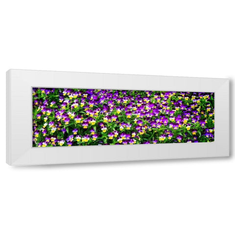 Spring Flowers I White Modern Wood Framed Art Print by Hausenflock, Alan