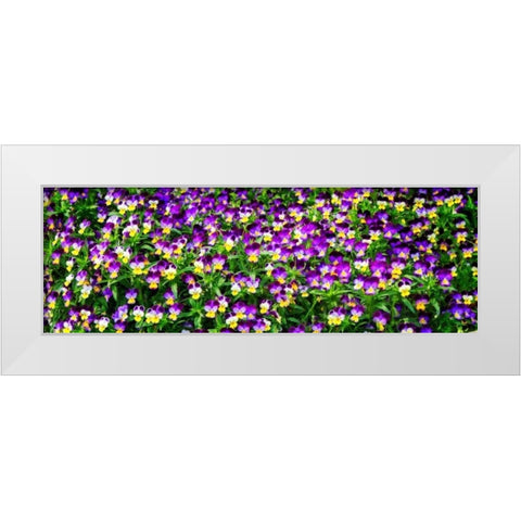 Spring Flowers I White Modern Wood Framed Art Print by Hausenflock, Alan