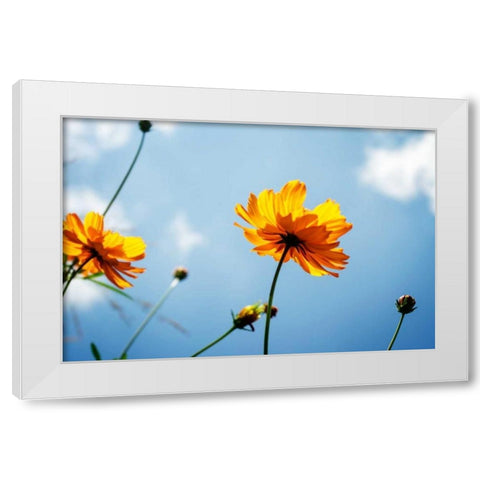 Reaching for the Sun I White Modern Wood Framed Art Print by Hausenflock, Alan