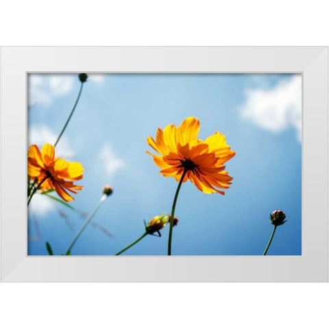 Reaching for the Sun I White Modern Wood Framed Art Print by Hausenflock, Alan