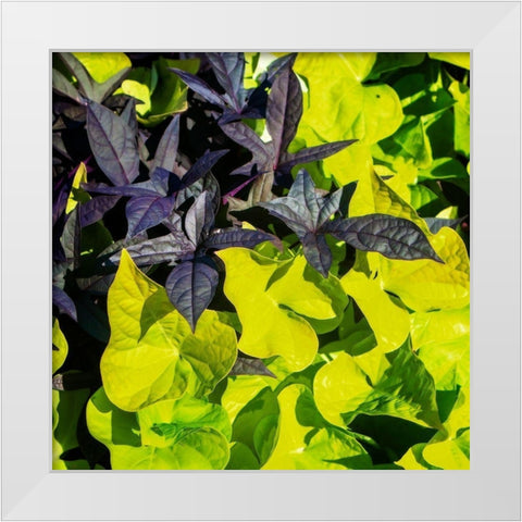Colorful Leaves I White Modern Wood Framed Art Print by Hausenflock, Alan