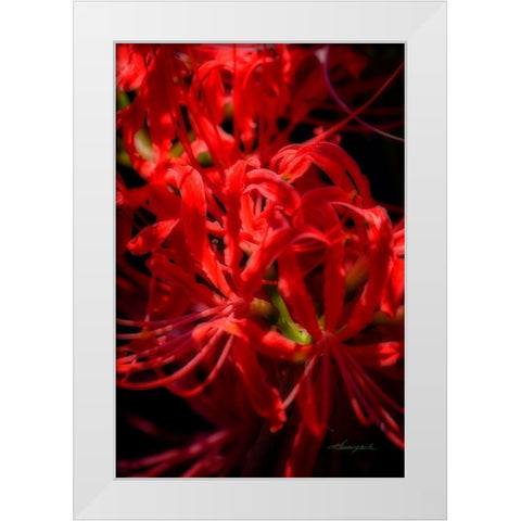 Hurricane Lily White Modern Wood Framed Art Print by Hausenflock, Alan