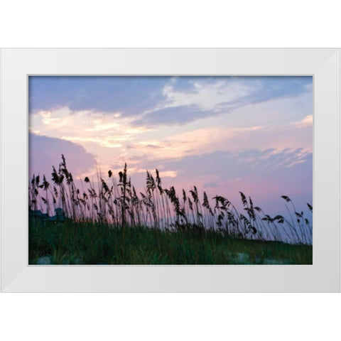 Sea Oats on Lavender I White Modern Wood Framed Art Print by Hausenflock, Alan