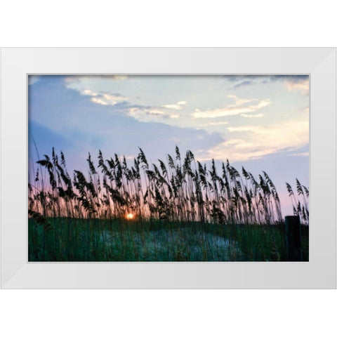 Sea Oats on Lavender II White Modern Wood Framed Art Print by Hausenflock, Alan